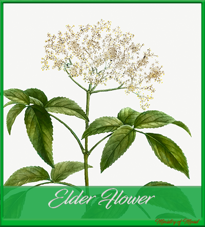 Elderflower in Mead Making