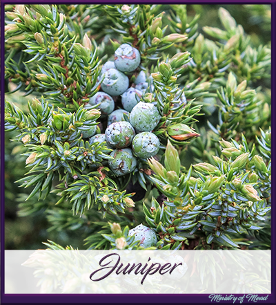 Juniper berries in Mead Making